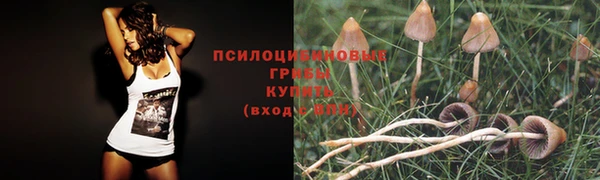 дурь Няндома